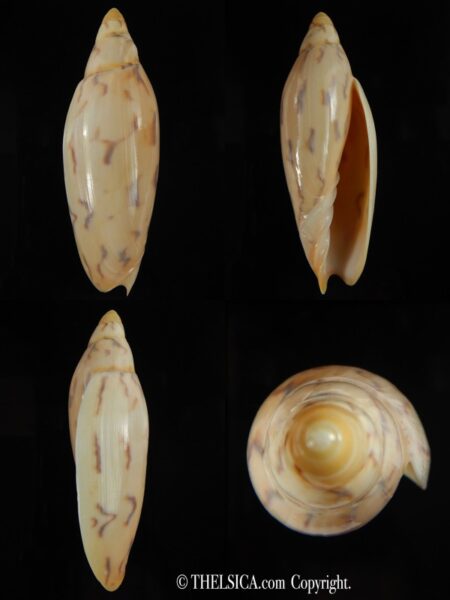 Amoria maculata 91.40 mm Gem-0