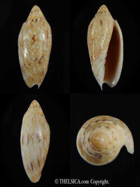Amoria praetexta 44.42 mm Gem-0