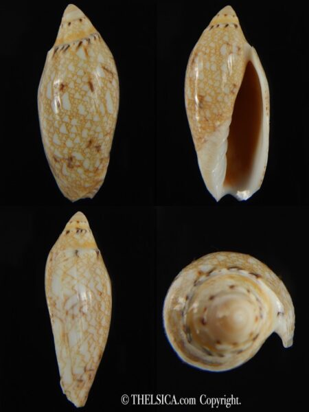 Amoria praetexta 44.51 mm F+++/Gem-0