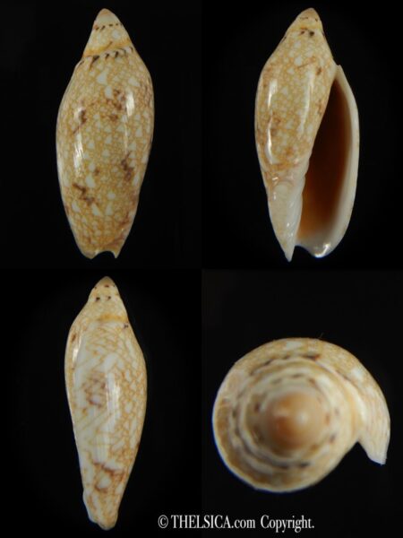 Amoria praetexta 46.12 mm Gem-0