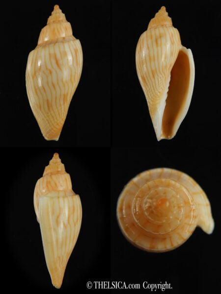 Athleta (Ternivoluta) studeri 45.58 mm Gem-0