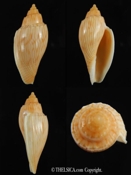 Athleta (Ternivoluta) studeri 46.24 mm Gem-0
