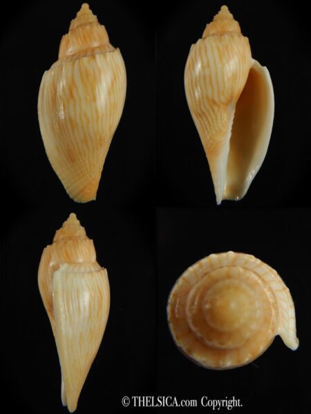 Athleta (Ternivoluta) studeri 46.39 mm Gem-0