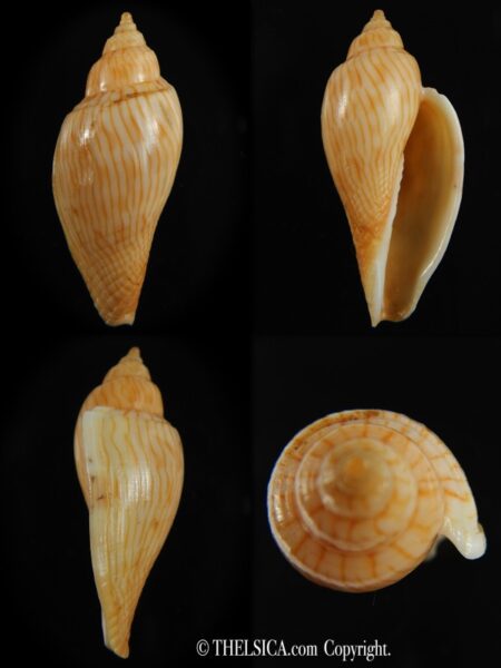Athleta (Ternivoluta) studeri 48.83 mm F+++/Gem-0