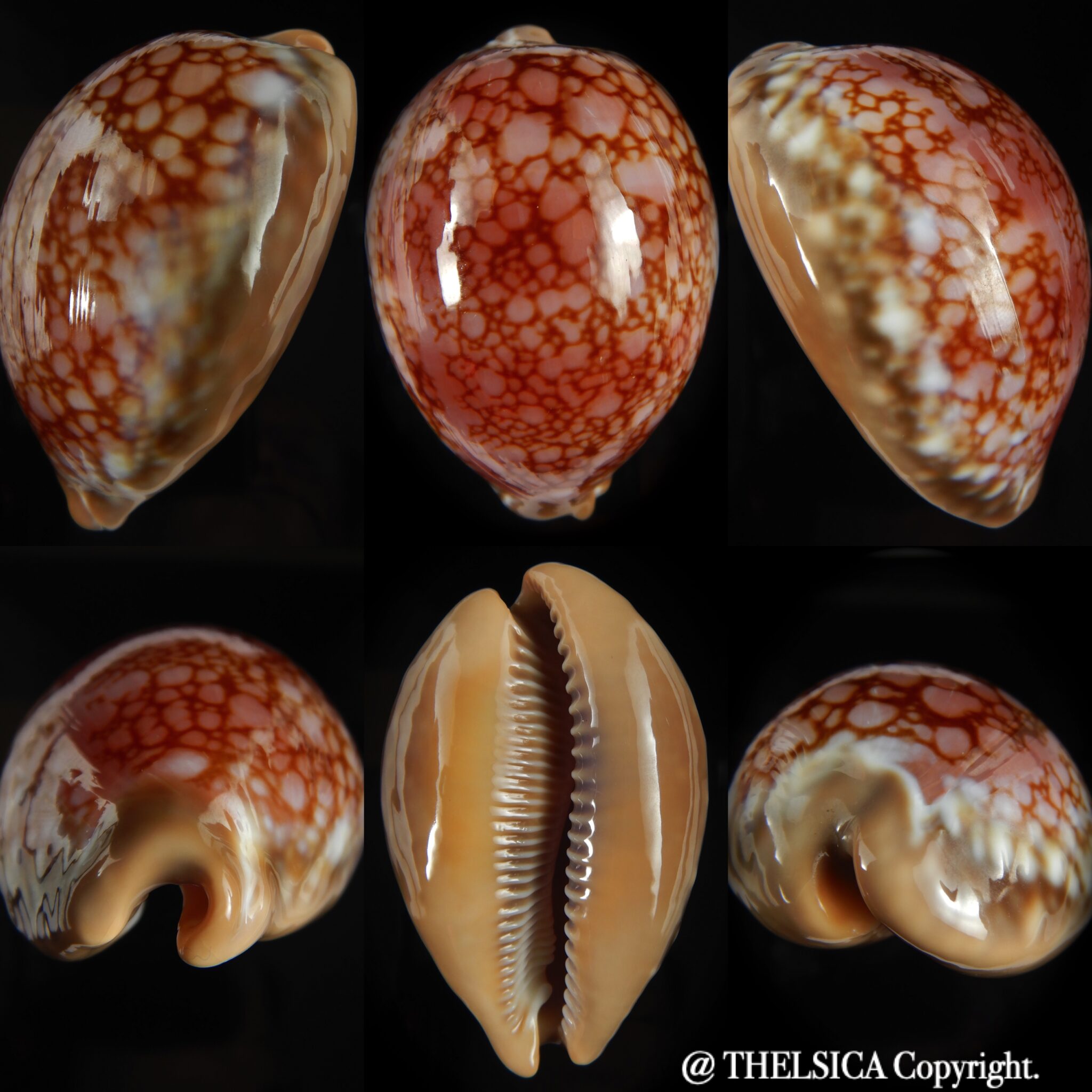 Callistocypraea broderipii ..Chocolat... 72.63 mm Gem Thelsica