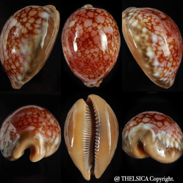 Callistocypraea broderipii ..Chocolat... 72.63 mm Gem -0