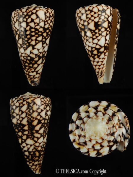 Conus bandanus ..Big size ... 101.95 mm Gem (-)-0