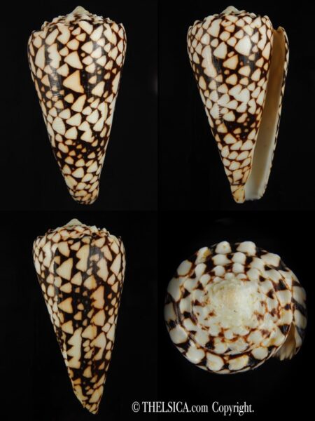 Conus bandanus ..Big size ... 110.11 mm Gem (-)-0