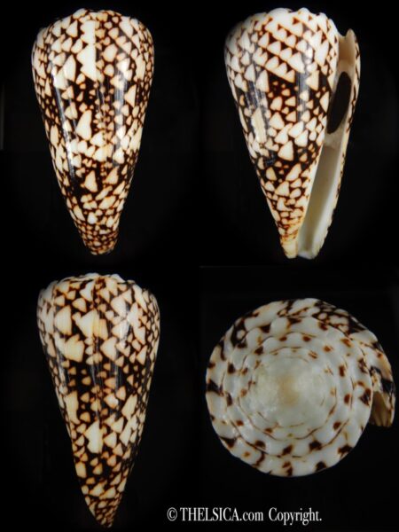 Conus bandanus ..Big size ... 111.89 mm F+++/Gem-0