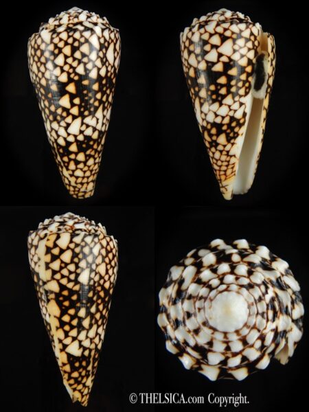 Conus bandanus ..Big size ... 115.58 mm Gem-0
