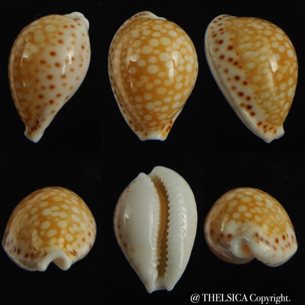 Cribrarula gaskoini gaskoini .. 19.62 mm Gem-0