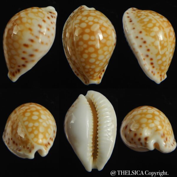 Cribrarula gaskoini gaskoini .. 21.78 mm Gem-0