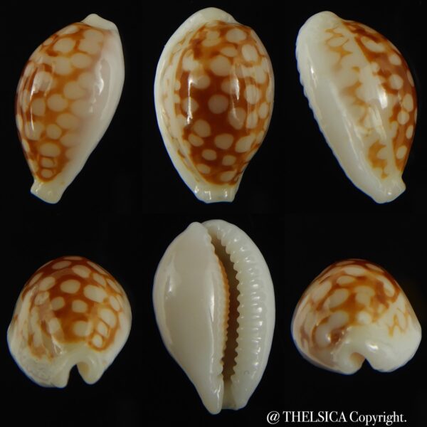 Cribrarula gravida 21.75 mm Gem-0