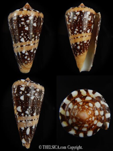 Cylinder ammiralis ammiralis..58.80 mm F+++/Gem-0