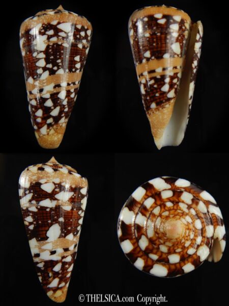 Cylinder ammiralis ammiralis..65.09 mm Gem-0