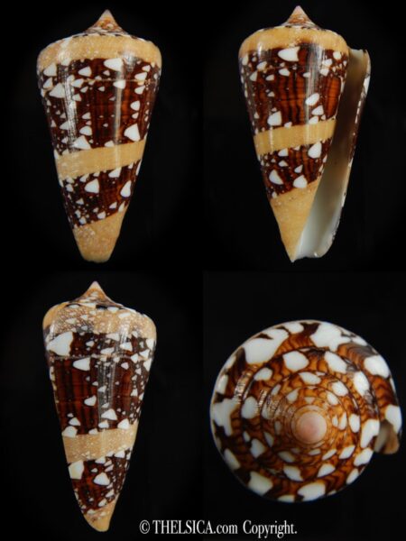 Cylinder ammiralis ammiralis..68.16 mm Gem-0