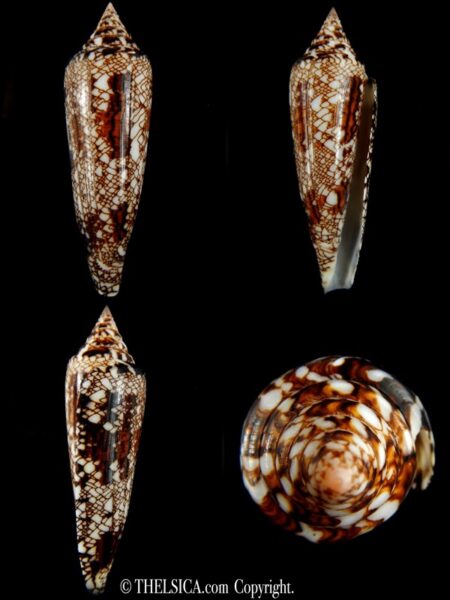 Cylinder bengalensis 97.60 mm Gem-0