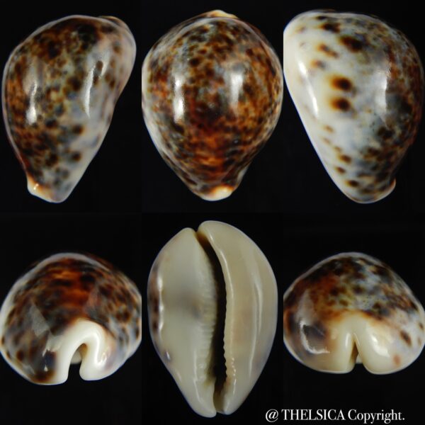 Cypraea tigris lyncichora 57.81 mm Gem-0