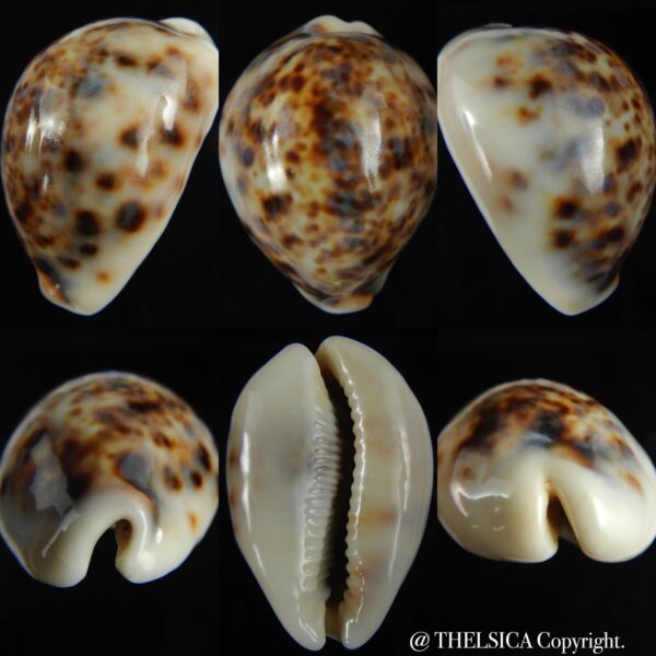 Cypraea tigris lyncichora 60.06 mm Gem-0