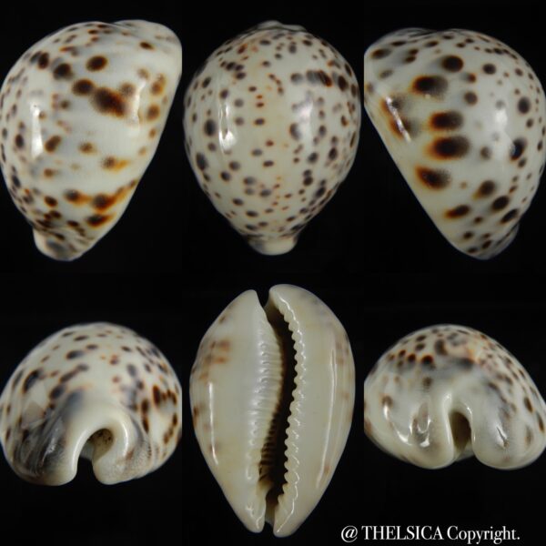 Cypraea tigris pardalis.. White.... 74.20 mm Gem-0