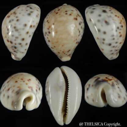 Cypraea tigris pardalis .. White.. 87.20 mm Gem-0