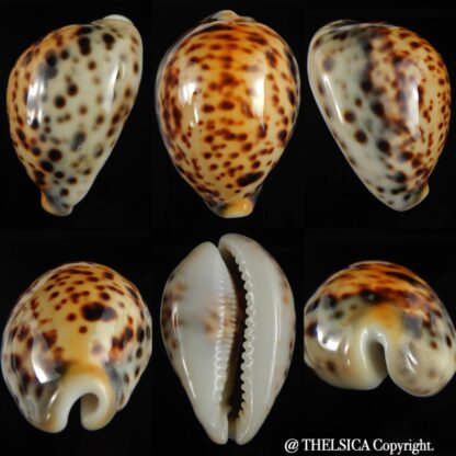 Cypraea tigris pardalis incana 82.91 mm F+++/Gem-0