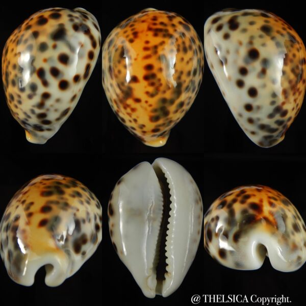 Cypraea tigris pardalis incana 83.40 mm Gem (-)-0