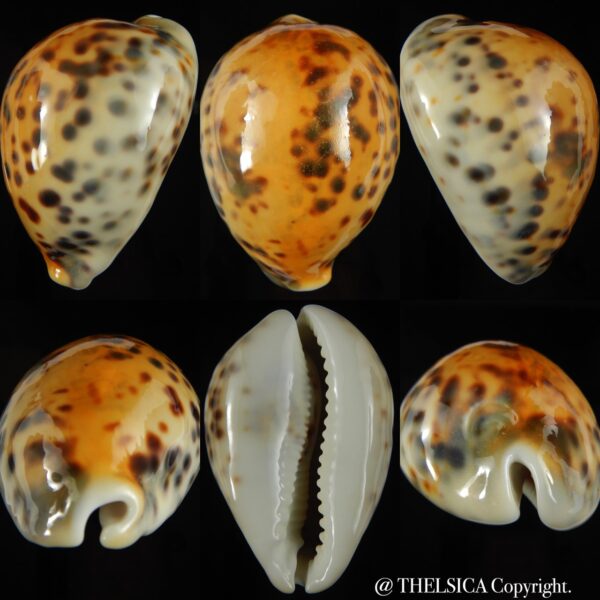 Cypraea tigris pardalis incana 83.57 mm F+++/Gem-0