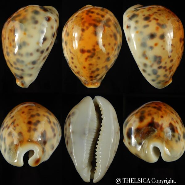 Cypraea tigris pardalis incana 84.57 mm F+++/Gem-0