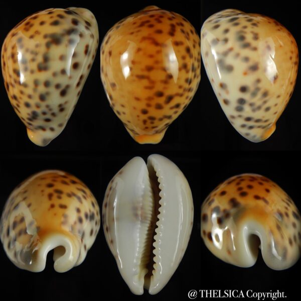 Cypraea tigris pardalis incana 85.88 mm Gem (-)-0