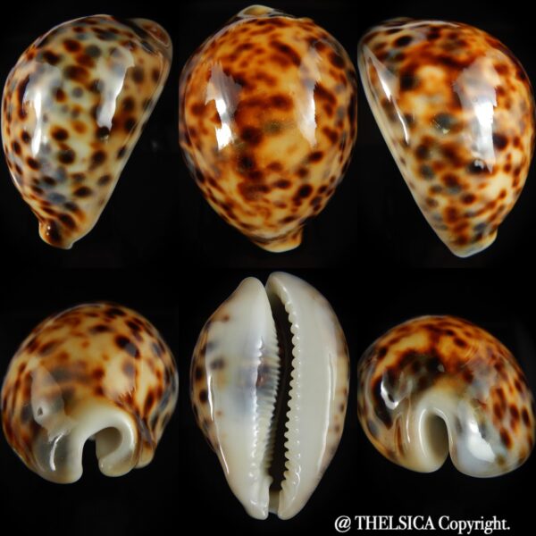 Cypraea tigris pardalis incana 90.49 mm F+++/Gem-0