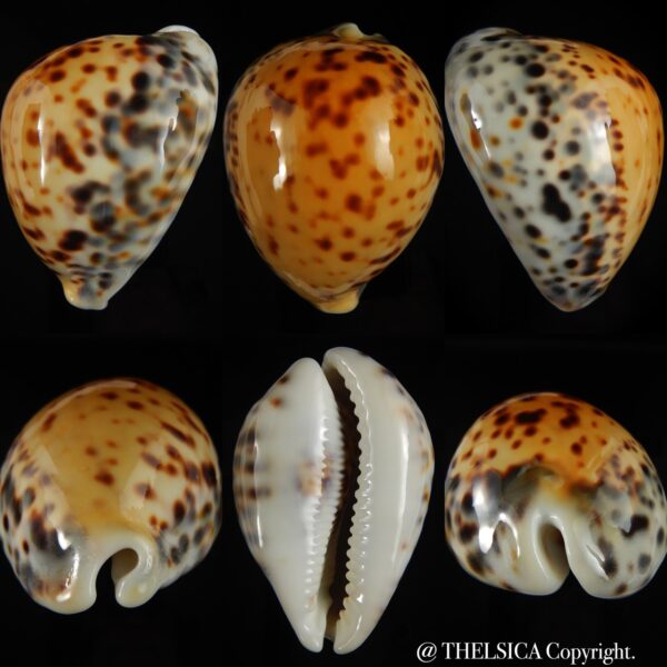 Cypraea tigris pardalis incana 90.69 mm Gem -0