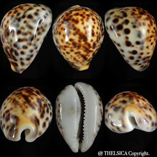 Cypraea tigris pardalis incana 91.58 mm Gem (171 grms ) -0