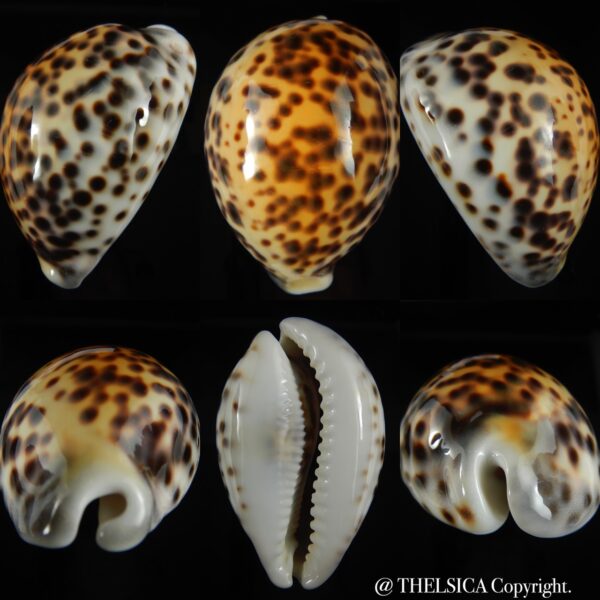 Cypraea tigris pardalis incana 96.55 mm Gem-0