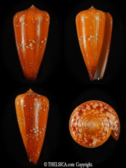 Darioconus crocatus crocatus 55.29 mm Gem-0