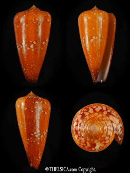 Darioconus crocatus crocatus 55.29 mm Gem-0