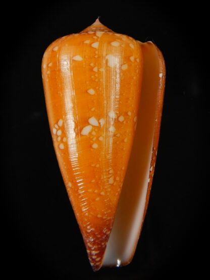 Darioconus crocatus crocatus 55.29 mm Gem-66696