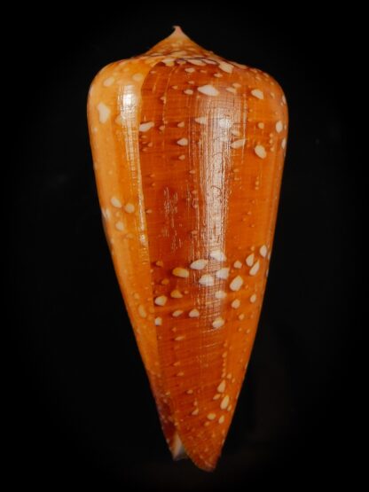 Darioconus crocatus crocatus 55.29 mm Gem-66698