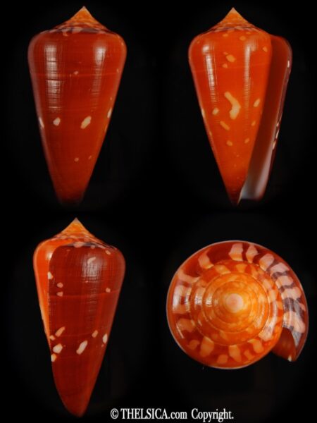 Darioconus crocatus crocatus 67.88 mm Gem -0