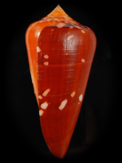 Darioconus crocatus crocatus 67.88 mm Gem -66709