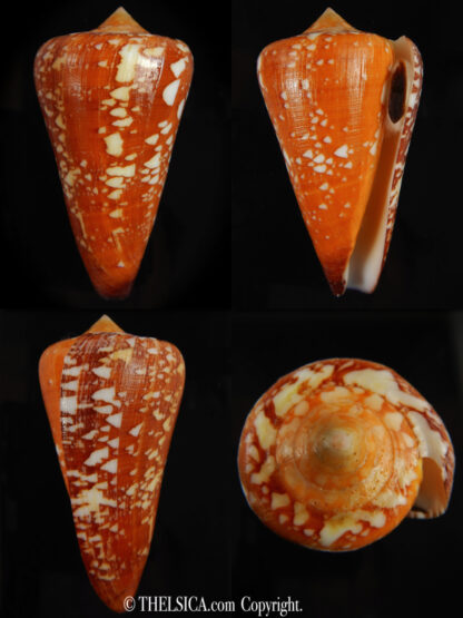 Darioconus crocatus pseudomagister 70.86 mm Gem (-) -0