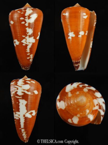 Darioconus crocatus thailandis 62.58 mm Gem-0