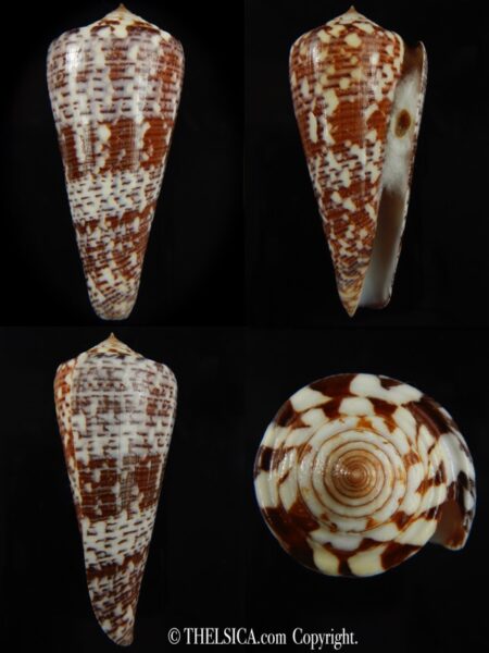 Darioconus thomae ..Big size ... 72.62 mm Gem-0