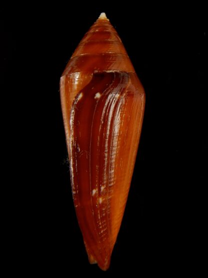 Profundiconus lani 44.88 mm gem -67207