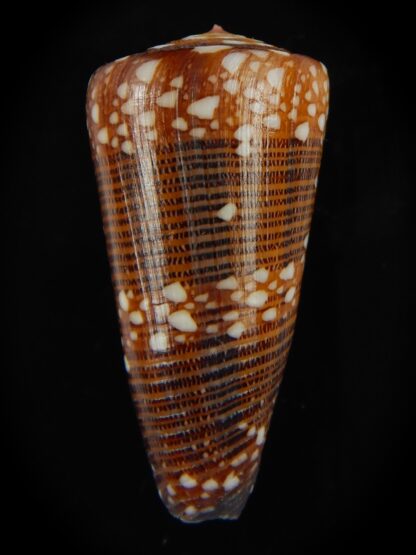 Eugeniconus nobilis victor 44.04 mm Gem-67252