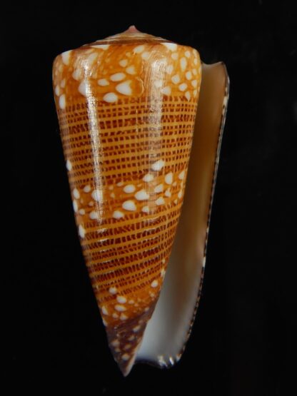 Eugeniconus nobilis victor 44.04 mm Gem-67254