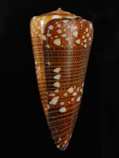 Eugeniconus nobilis victor 44.04 mm Gem-67255