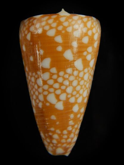 Eugeniconus nobilis gisellielieae .. Golden ... 46.86 mm Gem-67242