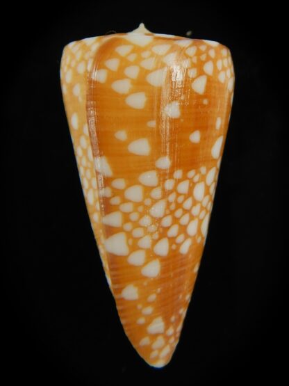 Eugeniconus nobilis gisellielieae .. Golden ... 46.86 mm Gem-67244