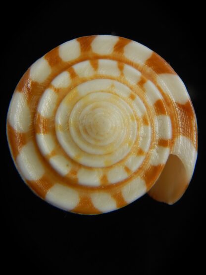 Eugeniconus nobilis gisellielieae .. Golden ... 46.86 mm Gem-67243